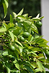 Key Lime (Citrus aurantifolia) at A Very Successful Garden Center