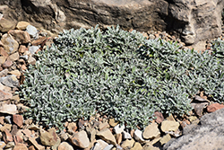 Carpathian Pussytoes (Antennaria carpatica) at A Very Successful Garden Center