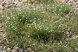 Tunic Flower (Petrorhagia saxifraga) at A Very Successful Garden Center