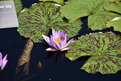 Key Largo Tropical Water Lily (Nymphaea 'Key Largo') at A Very Successful Garden Center