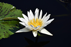 White Delight Tropical Water Lily (Nymphaea 'White Delight') at A Very Successful Garden Center
