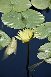 Trail Blazer Tropical Water Lily (Nymphaea 'Trail Blazer') at A Very Successful Garden Center