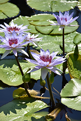 Wood's Blue Goddess Tropical Water Lily (Nymphaea 'Wood's Blue Goddess') at A Very Successful Garden Center
