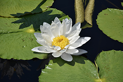 Hudsonii Hardy Water Lily (Nymphaea gigantea f. hudsonii) at A Very Successful Garden Center