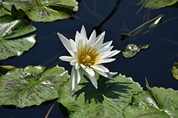 Marian Strawn Tropical Water Lily (Nymphaea 'Marian Strawn') at Lakeshore Garden Centres