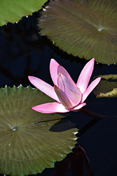 Frank Trelease Tropical Water Lily (Nymphaea 'Frank Trelease') at Lakeshore Garden Centres