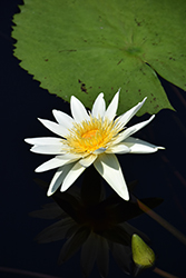Lou Pignolet Tropical Water Lily (Nymphaea 'Lou Pignolet') at A Very Successful Garden Center