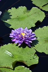 King Of Siam Tropical Water Lily (Nymphaea 'King Of Siam') at A Very Successful Garden Center