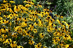 City Garden Coneflower (Rudbeckia fulgida 'City Garden') at Lakeshore Garden Centres