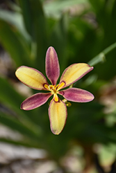 Sangria Candy Lily (Pardancanda 'Sangria') at A Very Successful Garden Center