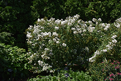 Lafayette Crapemyrtle (Lagerstroemia indica 'Lafayette') at A Very Successful Garden Center