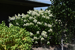 Chantilly Lace Hydrangea (Hydrangea paniculata 'Chantilly Lace') at A Very Successful Garden Center