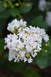 Early Bird White Crapemyrtle (Lagerstroemia 'JD900') at Stonegate Gardens