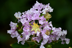 Early Bird Lavender Crapemyrtle (Lagerstroemia 'JD818') at A Very Successful Garden Center