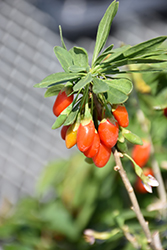 Firecracker Goji Berry (Lycium barbarum 'Firecracker') at Lakeshore Garden Centres