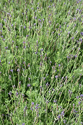 Blue Torch Fernleaf Lavender (Lavandula multifida 'Blue Torch') at A Very Successful Garden Center