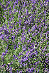 Forever Blue Lavender (Lavandula angustifolia 'Forever Blue') at A Very Successful Garden Center