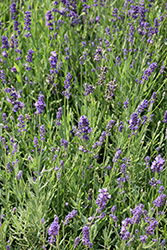 Hidcote Blue Apex Lavender (Lavandula angustifolia 'Hidcote Blue Apex') at Lakeshore Garden Centres