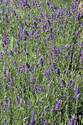 Big Time Blue Lavender (Lavandula angustifolia 'Armtipp01') at A Very Successful Garden Center