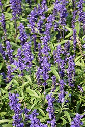 Velocity Blue Salvia (Salvia farinacea 'Velocity Blue') at A Very Successful Garden Center