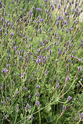 Spanish Eyes Fernleaf Lavender (Lavandula multifida 'Spanish Eyes') at A Very Successful Garden Center