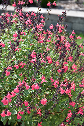 Mirage Salmon Autumn Sage (Salvia greggii 'Balmirsal') at A Very Successful Garden Center