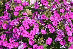 Ka-Pow Purple Garden Phlox (Phlox paniculata 'Balkapopur') at Lakeshore Garden Centres