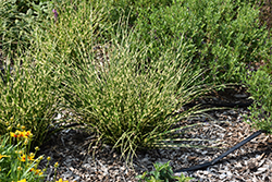 Bandwidth Maiden Grass (Miscanthus sinensis 'NCMS2B') at Lakeshore Garden Centres