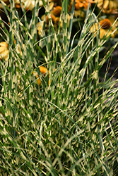 Bandwidth Maiden Grass (Miscanthus sinensis 'NCMS2B') at Stonegate Gardens