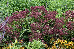 Euphoria Ruby Joe Pye Weed (Eupatorium purpureum 'FLOREUPRE1') at Stonegate Gardens