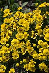 Salud Yellow Sneezeweed (Helenium autumnale 'Balsalulow') at Stonegate Gardens