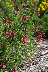 Arctic Blaze Fuchsia Sage (Salvia 'Novasalfuc') at Stonegate Gardens