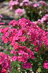 Ka-Pow Pink Garden Phlox (Phlox paniculata 'Balkapopink') at A Very Successful Garden Center