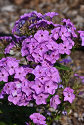 Flame Violet Garden Phlox (Phlox paniculata 'Barsixtyone') at Stonegate Gardens