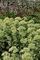 Frosted Fire Stonecrop (Sedum 'Frosted Fire') at A Very Successful Garden Center