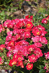 Pink Drift Rose (Rosa 'Meijocos') at Lakeshore Garden Centres