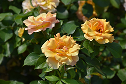 Tequila Supreme Rose (Rosa 'Meikokan') at A Very Successful Garden Center
