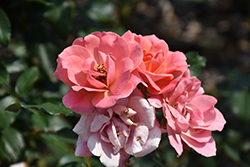 Coral Knock Out Rose (Rosa 'Radral') at A Very Successful Garden Center