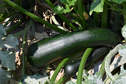 Easy Pick Green Zucchini (Cucurbita pepo var. cylindrica 'Easy Pick Green') at A Very Successful Garden Center