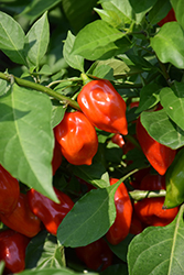Primero Red Pepper (Capsicum chinense 'Primero Red') at A Very Successful Garden Center
