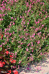 Mirage Pink Autumn Sage (Salvia greggii 'Balmirpink') at Stonegate Gardens
