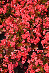 Doublet Red Begonia (Begonia 'Doublet Red') at A Very Successful Garden Center