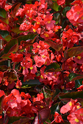 Megawatt Red Bronze Leaf Begonia (Begonia 'Megawatt Red Bronze Leaf') at A Very Successful Garden Center