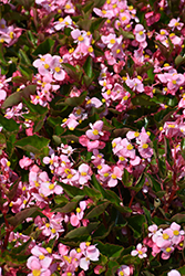BabyWing Pink Begonia (Begonia 'BabyWing Pink') at A Very Successful Garden Center