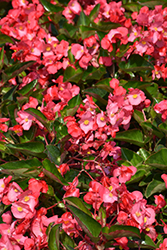 Whopper Rose Green Leaf Begonia (Begonia 'Whopper Rose Green Leaf') at Lakeshore Garden Centres