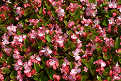 Volumia Rose Bicolor Begonia (Begonia 'Volumia Rose Bicolor') at Lakeshore Garden Centres