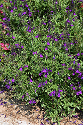 Mirage Deep Purple Autumn Sage (Salvia greggii 'Balmirdepur') at Lakeshore Garden Centres