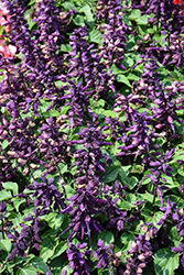 Vista Purple Sage (Salvia splendens 'PAS3292') at A Very Successful Garden Center