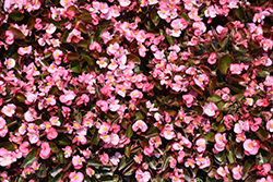 Bada Boom Pink Begonia (Begonia 'Bada Boom Pink') at A Very Successful Garden Center