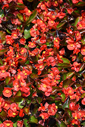 Volumia Scarlet Begonia (Begonia 'Volumia Scarlet') at Lakeshore Garden Centres